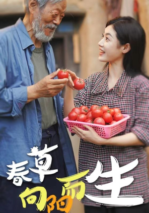 春草向阳而生（53集）热播短剧重燃