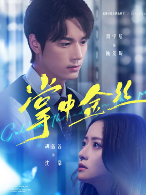 掌中金丝（60集）短剧后续更精彩