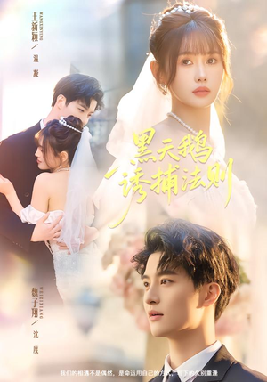 黑天鹅诱捕法册（80集）360网盘观看